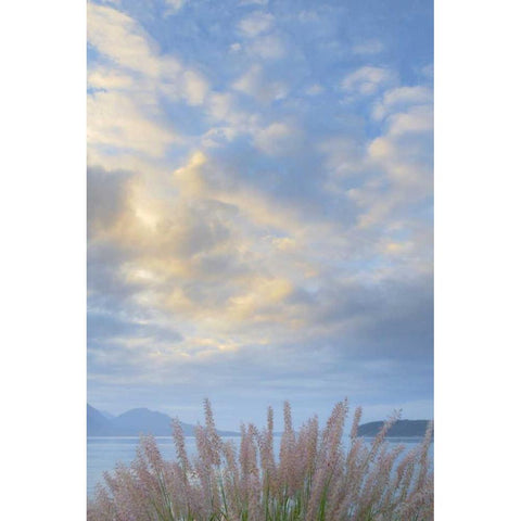 Washington, Seabeck Pennisetum ornamental grass Black Modern Wood Framed Art Print with Double Matting by Paulson, Don