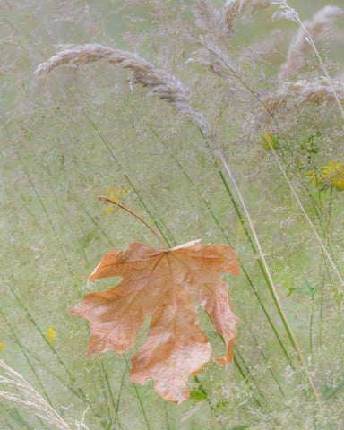 Washington, Seabeck Maple leaf in meadow grasses White Modern Wood Framed Art Print with Double Matting by Paulson, Don