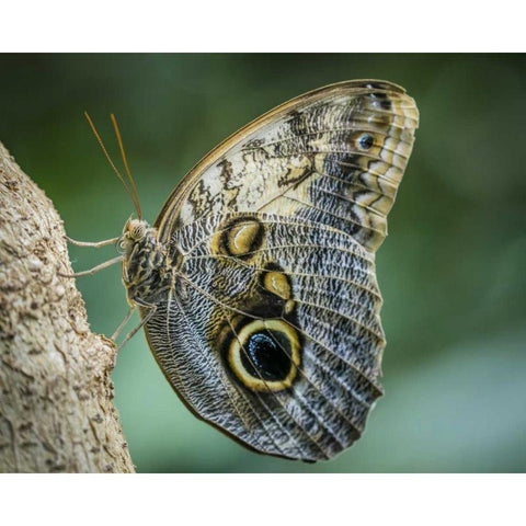 Washington State, Seattle Owl butterfly White Modern Wood Framed Art Print by Paulson, Don