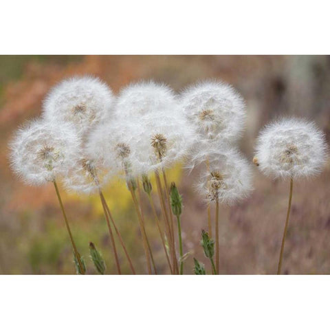 Washington, Wenatchee NF Salsify seed heads Gold Ornate Wood Framed Art Print with Double Matting by Paulson, Don
