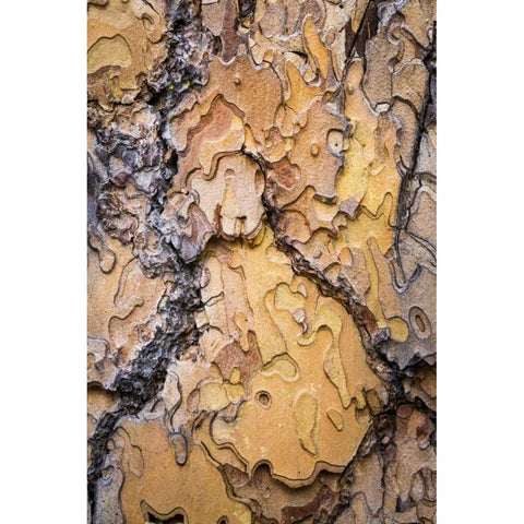 Washington, Wenatchee NF Ponderosa pine bark White Modern Wood Framed Art Print by Paulson, Don