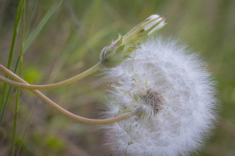 Washington State, Wenatchee NF Salsify seed head White Modern Wood Framed Art Print with Double Matting by Paulson, Don