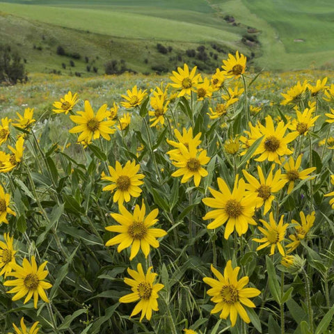 WA, Kamiak Butte Co Park Douglass sunflowers Black Modern Wood Framed Art Print by Paulson, Don