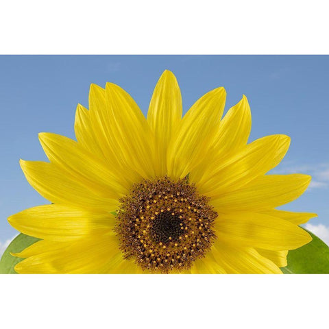 Sunny Sunflower Black Modern Wood Framed Art Print by Jaynes Gallery
