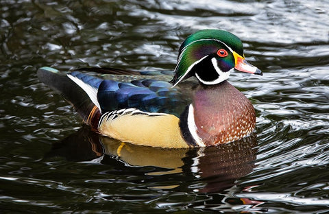 USA- Washington State- Sammamish. Yellow Lake with male drake wood duck Black Ornate Wood Framed Art Print with Double Matting by Gulin, Darrell