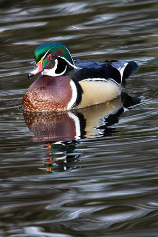 USA- Washington State- Sammamish. Yellow Lake with male drake wood duck White Modern Wood Framed Art Print with Double Matting by Gulin, Darrell
