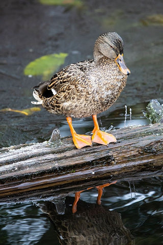 USA- Washington State- Sammamish. Yellow Lake with Female Mallard duck resting on floating log Black Ornate Wood Framed Art Print with Double Matting by Gulin, Darrell