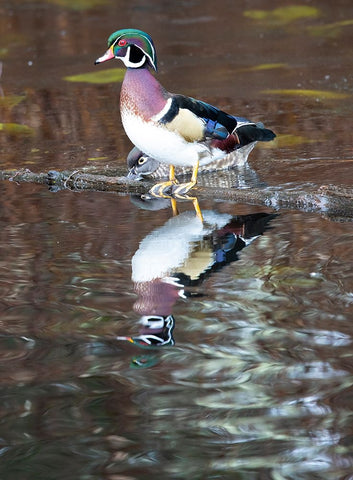 USA- Washington State- Sammamish. Yellow Lake with male drake wood duck Black Ornate Wood Framed Art Print with Double Matting by Gulin, Darrell