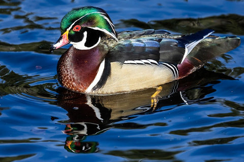 USA- Washington State- Sammamish. Yellow Lake with male drake wood duck Black Ornate Wood Framed Art Print with Double Matting by Gulin, Darrell