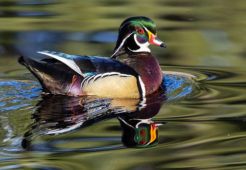 USA- Washington State- Sammamish. Yellow Lake with male drake wood duck Black Ornate Wood Framed Art Print with Double Matting by Gulin, Darrell