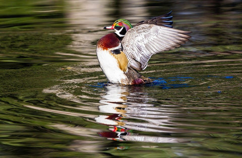 USA- Washington State- Sammamish. Yellow Lake with male drake wood duck flapping wings White Modern Wood Framed Art Print with Double Matting by Gulin, Darrell