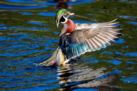 USA- Washington State- Sammamish. Yellow Lake with male drake wood duck flapping wings Black Ornate Wood Framed Art Print with Double Matting by Gulin, Darrell