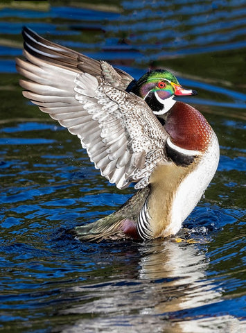 USA- Washington State- Sammamish. Yellow Lake with male drake wood duck flapping wings White Modern Wood Framed Art Print with Double Matting by Gulin, Darrell