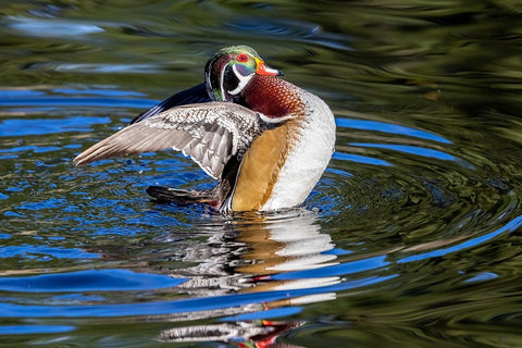 USA- Washington State- Sammamish. Yellow Lake with male drake wood duck flapping wings White Modern Wood Framed Art Print with Double Matting by Gulin, Darrell