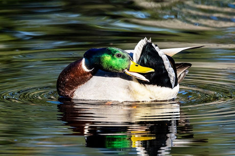 USA- Washington State- Sammamish. preening Mallard Drake duck Yellow lake White Modern Wood Framed Art Print with Double Matting by Gulin, Darrell