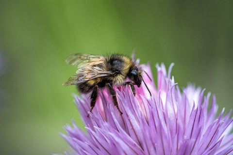 Issaquah-Washington State-USA Yellow Head Bumblebee (Bombus flavifrons) pollinating a chive blossom White Modern Wood Framed Art Print with Double Matting by Horton, Janet