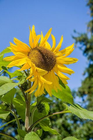Bellevue-Washington State-USA Sunflower plant on a sunny day Black Ornate Wood Framed Art Print with Double Matting by Horton, Janet