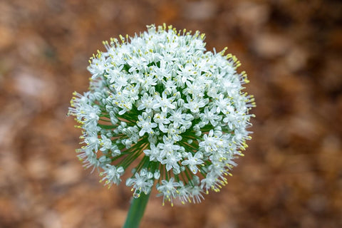 Issaquah- Washington State- USA. Onion plant bolting- or gone to seed. White Modern Wood Framed Art Print with Double Matting by Horton, Janet