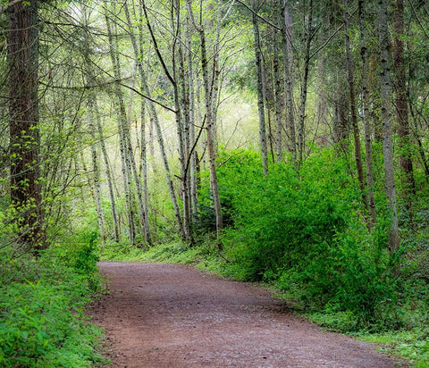 USA-Washington State-Pacific Northwest Sammamish trail along Yellow Lake White Modern Wood Framed Art Print with Double Matting by Gulin, Sylvia