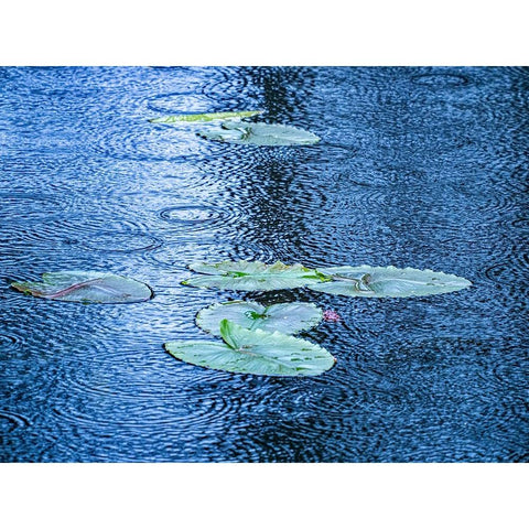 USA-Washington State-Pacific Northwest Sammamish trail Yellow Lake and lily pads in rain Gold Ornate Wood Framed Art Print with Double Matting by Gulin, Sylvia