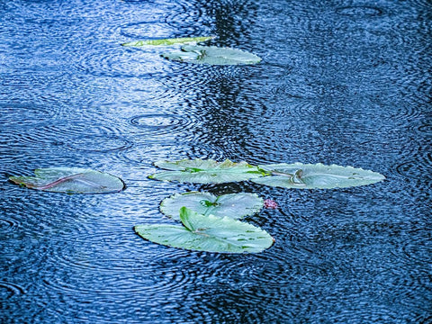USA-Washington State-Pacific Northwest Sammamish trail Yellow Lake and lily pads in rain Black Ornate Wood Framed Art Print with Double Matting by Gulin, Sylvia