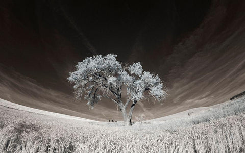 Lone tree in field of harvested wheat White Modern Wood Framed Art Print with Double Matting by Eggers, Terry