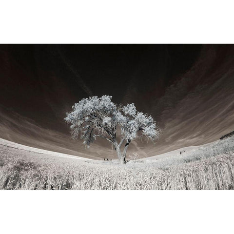 Lone tree in field of harvested wheat Black Modern Wood Framed Art Print by Eggers, Terry