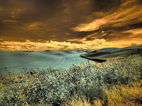 USA-Washington State-Palouse-Spring Poppies and Backcountry road through wheat field and clouds White Modern Wood Framed Art Print with Double Matting by Eggers, Terry
