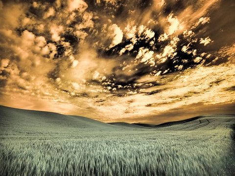 USA-Washington State-Palouse-wheat field and clouds White Modern Wood Framed Art Print with Double Matting by Eggers, Terry