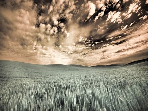 USA-Washington State-Palouse-wheat field and clouds White Modern Wood Framed Art Print with Double Matting by Eggers, Terry