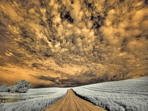 USA-Washington State-Palouse-Backcountry road through wheat field and clouds Black Ornate Wood Framed Art Print with Double Matting by Eggers, Terry