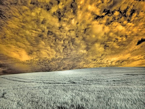USA-Washington State-Palouse-wheat field and clouds Black Ornate Wood Framed Art Print with Double Matting by Eggers, Terry