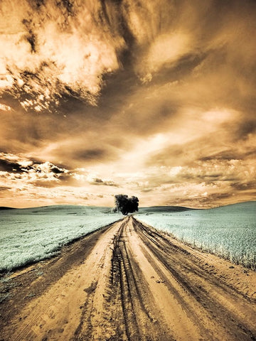 USA-Washington State-Palouse-Backcountry road through wheat field with lone tree and clouds White Modern Wood Framed Art Print with Double Matting by Eggers, Terry