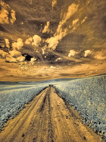 USA-Washington State-Palouse-Backcountry road through canola field and clouds White Modern Wood Framed Art Print with Double Matting by Eggers, Terry