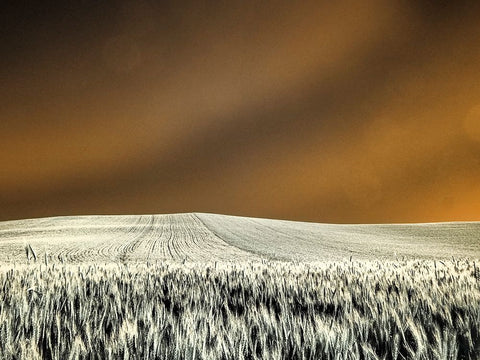USA-Washington State-Palouse region-Rolling Hills of wheat White Modern Wood Framed Art Print with Double Matting by Eggers, Terry