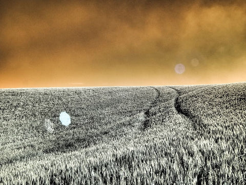 USA-Washington State-Palouse region-Rolling Hills of wheat White Modern Wood Framed Art Print with Double Matting by Eggers, Terry
