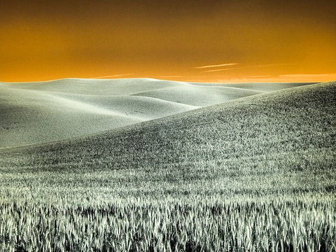 USA-Washington State-Palouse region-Rolling Hills of wheat Black Ornate Wood Framed Art Print with Double Matting by Eggers, Terry