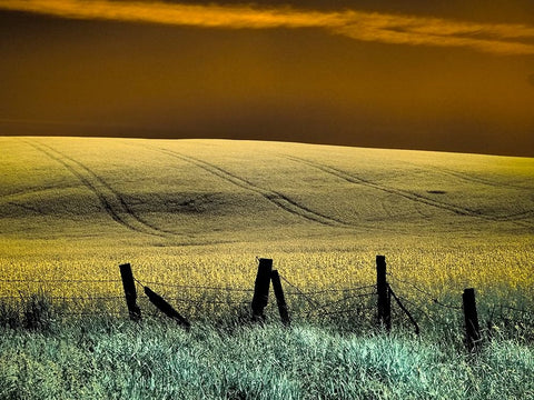 USA-Washington State-Palouse region-Fence and field of wheat White Modern Wood Framed Art Print with Double Matting by Eggers, Terry