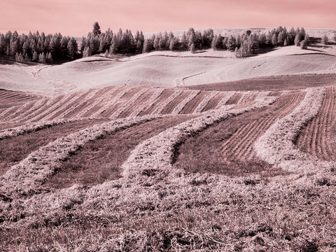 USA-Washington State-Palouse region-Harvest cut lines in Field White Modern Wood Framed Art Print with Double Matting by Eggers, Terry