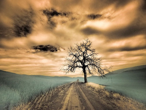 USA-Washington State-Palouse Infrared of lone tree along side country road Black Ornate Wood Framed Art Print with Double Matting by Eggers, Terry