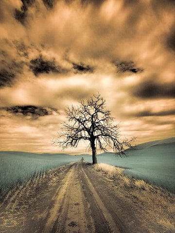 USA-Washington State-Palouse Infrared of lone tree along side country road White Modern Wood Framed Art Print with Double Matting by Eggers, Terry
