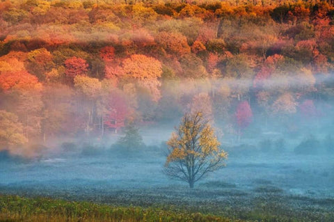 WV, Davis Misty valley and forest in Autumn White Modern Wood Framed Art Print with Double Matting by OBrien, Jay