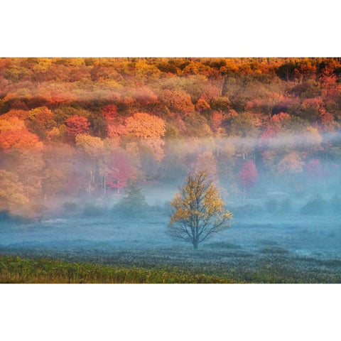 WV, Davis Misty valley and forest in Autumn White Modern Wood Framed Art Print by OBrien, Jay