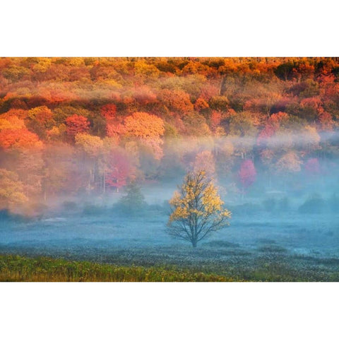 WV, Davis Mist and forest in autumn color White Modern Wood Framed Art Print by OBrien, Jay