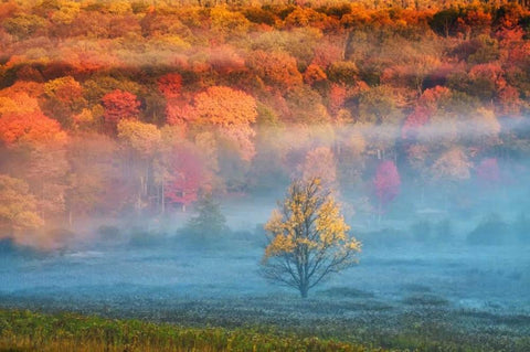 WV, Davis Mist and forest in autumn color Black Ornate Wood Framed Art Print with Double Matting by OBrien, Jay