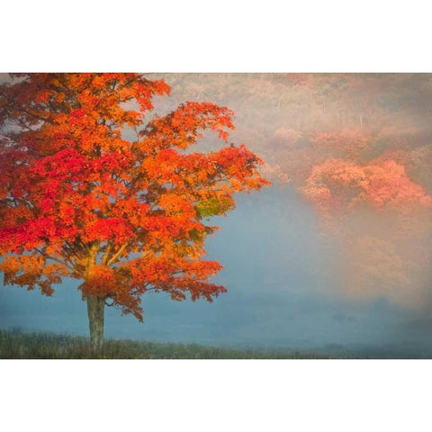 WV, Davis Mist and forest in autumn color Gold Ornate Wood Framed Art Print with Double Matting by OBrien, Jay