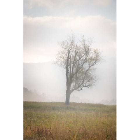 USA-West Virginia-Davis Lone tree in foggy field White Modern Wood Framed Art Print by Jaynes Gallery