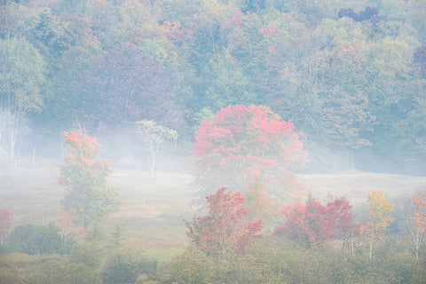 USA-West Virginia-Davis Foggy forest in fall colors White Modern Wood Framed Art Print with Double Matting by Jaynes Gallery