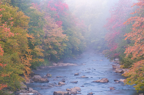 USA-West Virginia-Davis Foggy stream in Blackwater State Park White Modern Wood Framed Art Print with Double Matting by Jaynes Gallery
