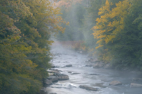 USA-West Virginia-Davis Foggy stream in Blackwater State Park White Modern Wood Framed Art Print with Double Matting by Jaynes Gallery